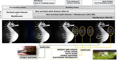 A Multidisciplinary Experimental Study on the Effects of Breeders Diet on Newborn Seahorses (Hippocampus guttulatus)